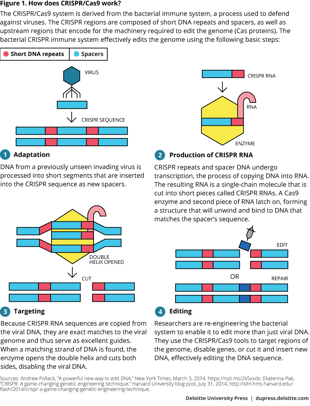 Figure 1. How does CRISPR/Cas9 work?